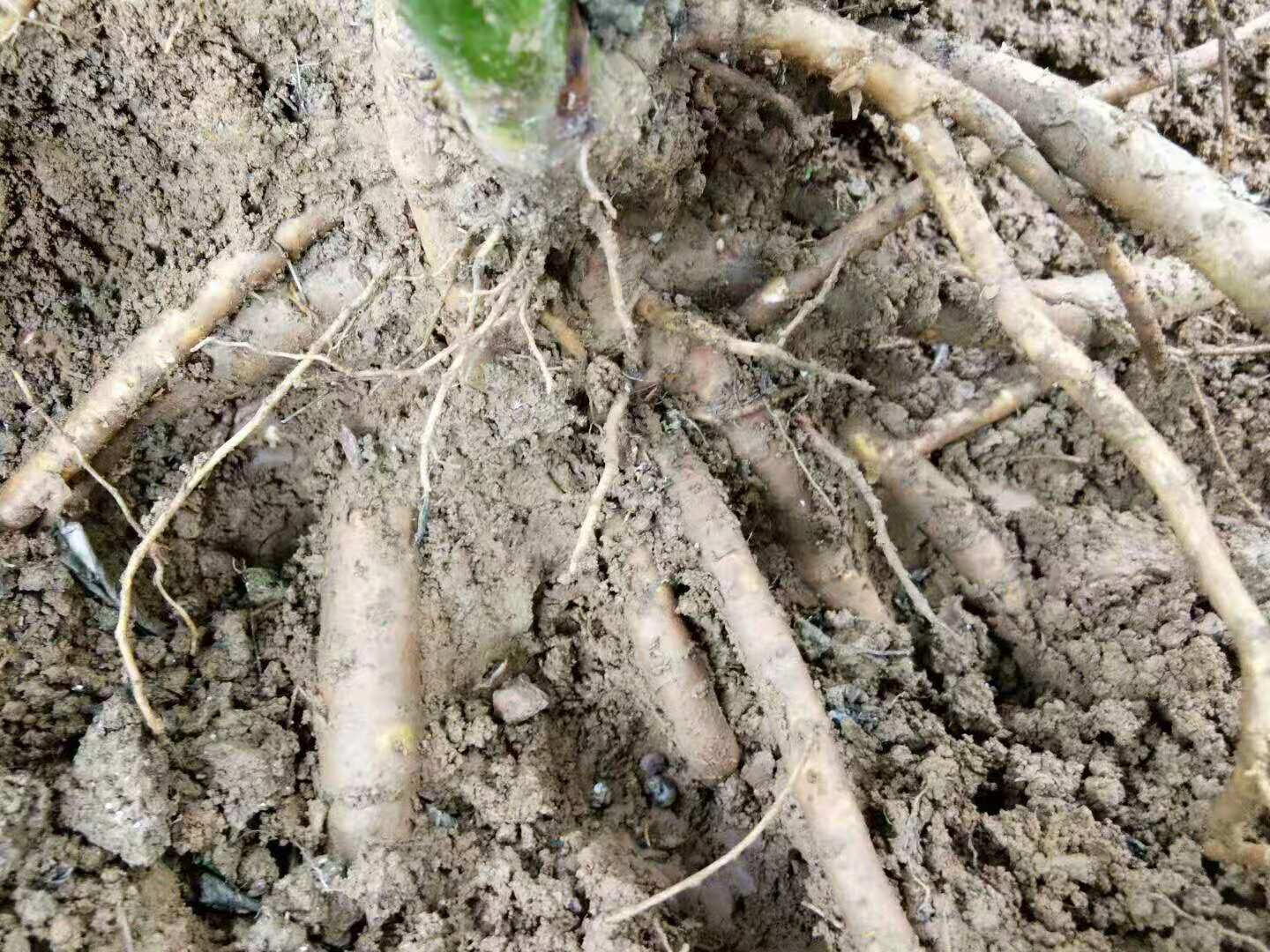 山豆根二年的根茎