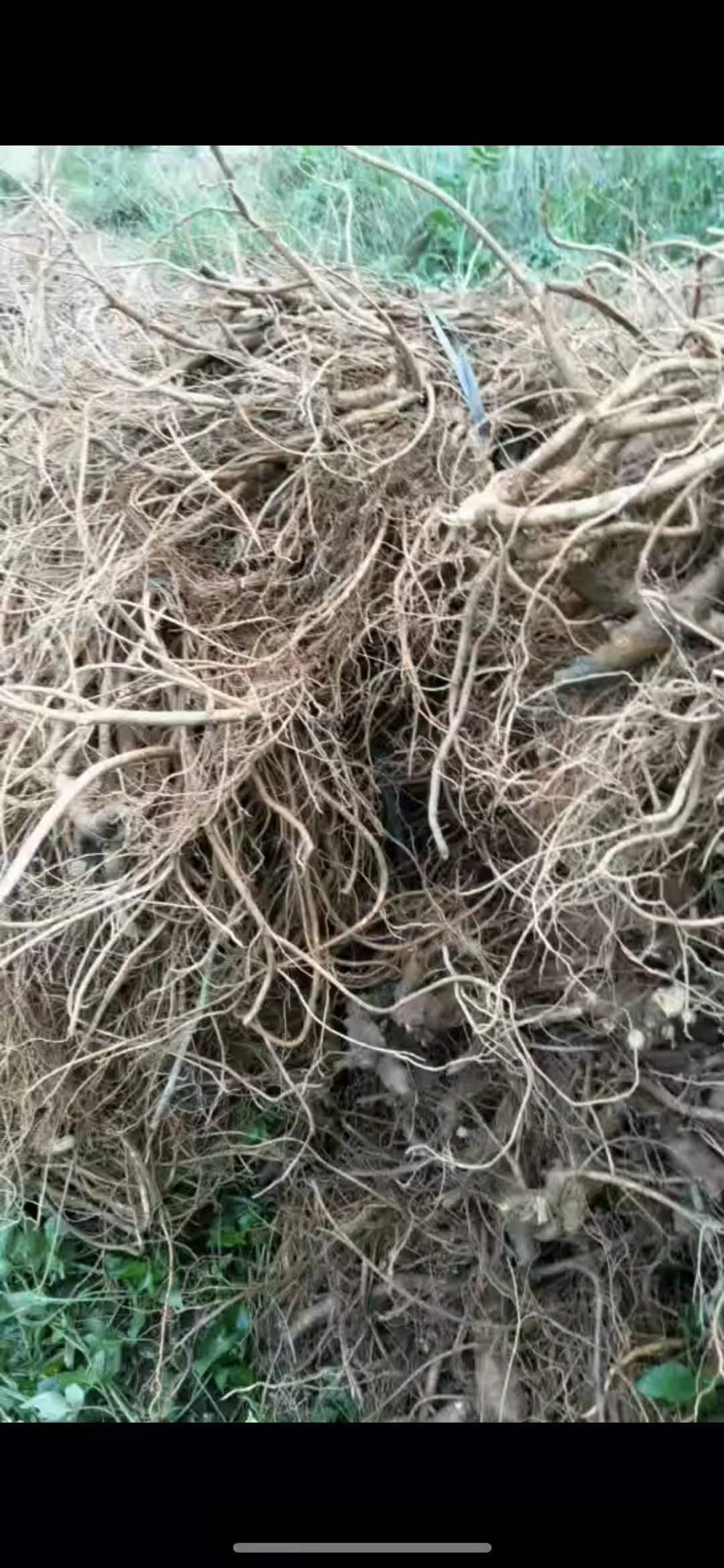 山豆根三年的根茎