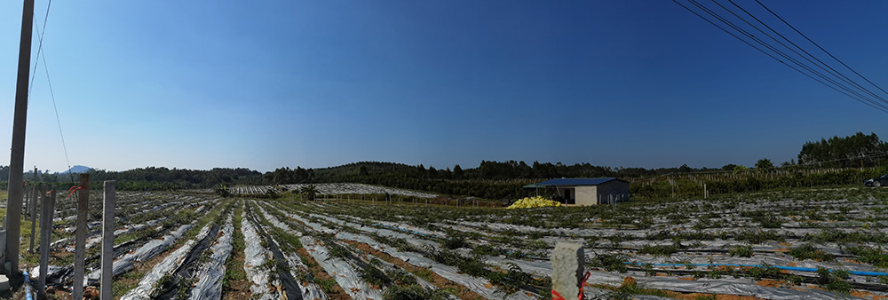 山豆根种植基地