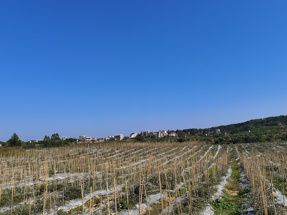 山豆根种植基地